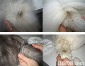 pattyhouse premium pet products提供宠物美容 美容产品 宠物护发美容等服务